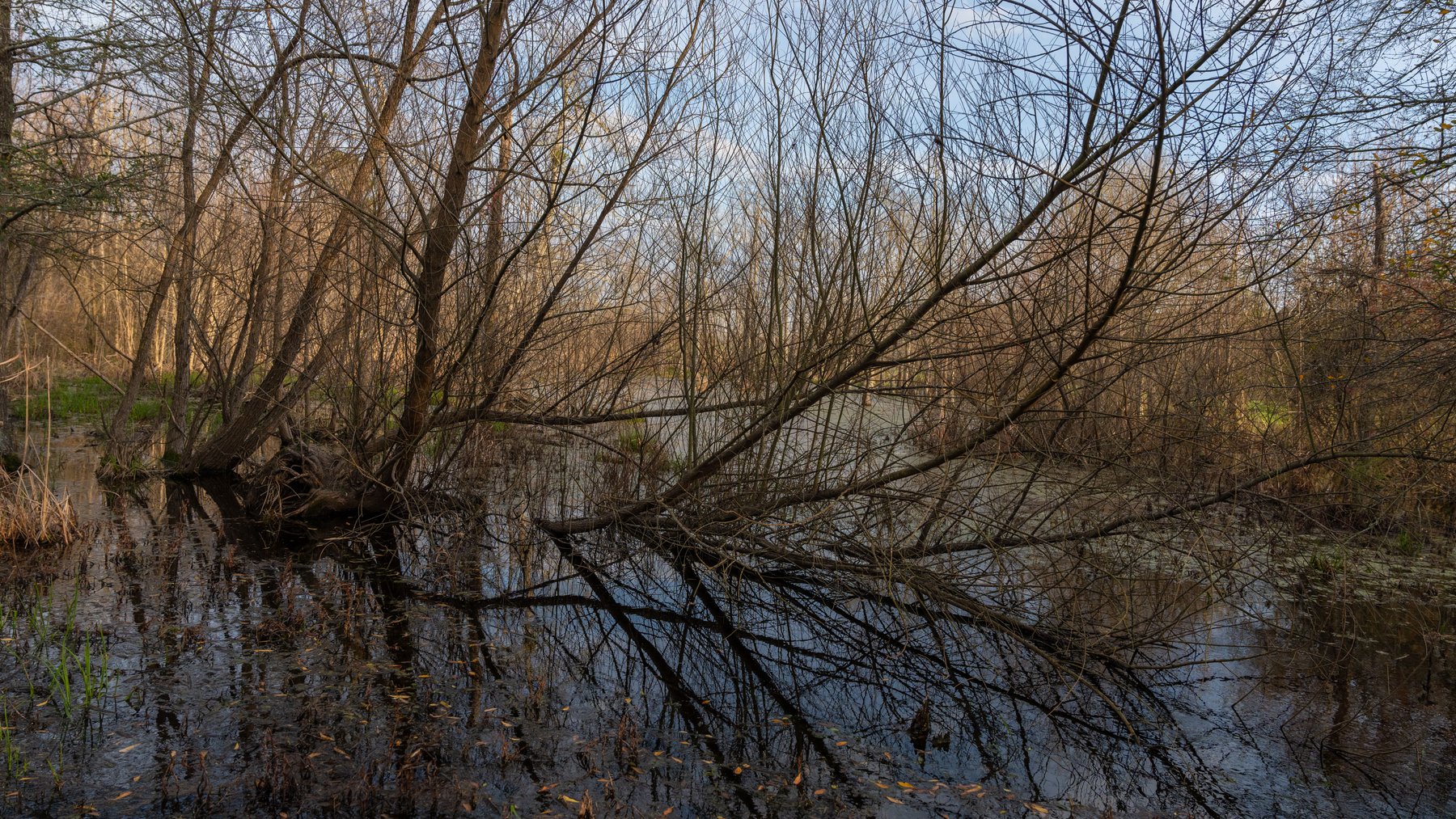 Image for The Graham Farm - 323+/- Acres - Dodge County, Georgia