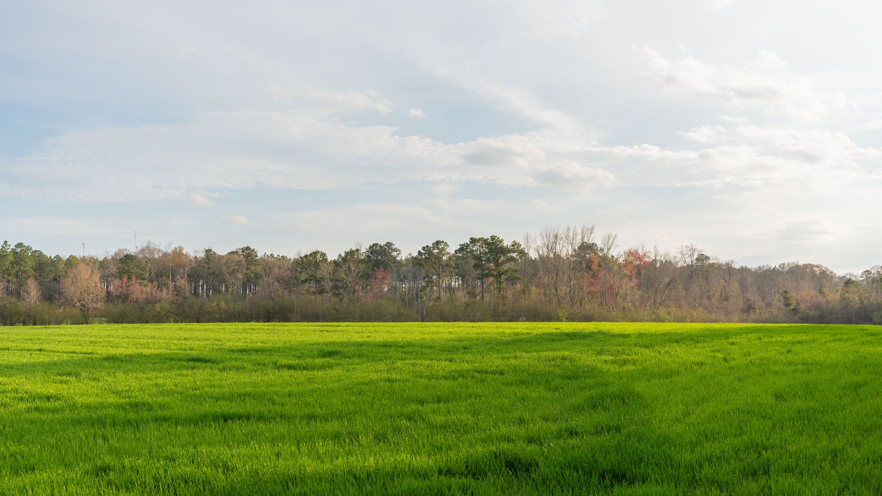 Image for The Graham Farm - 323+/- Acres - Dodge County, Georgia