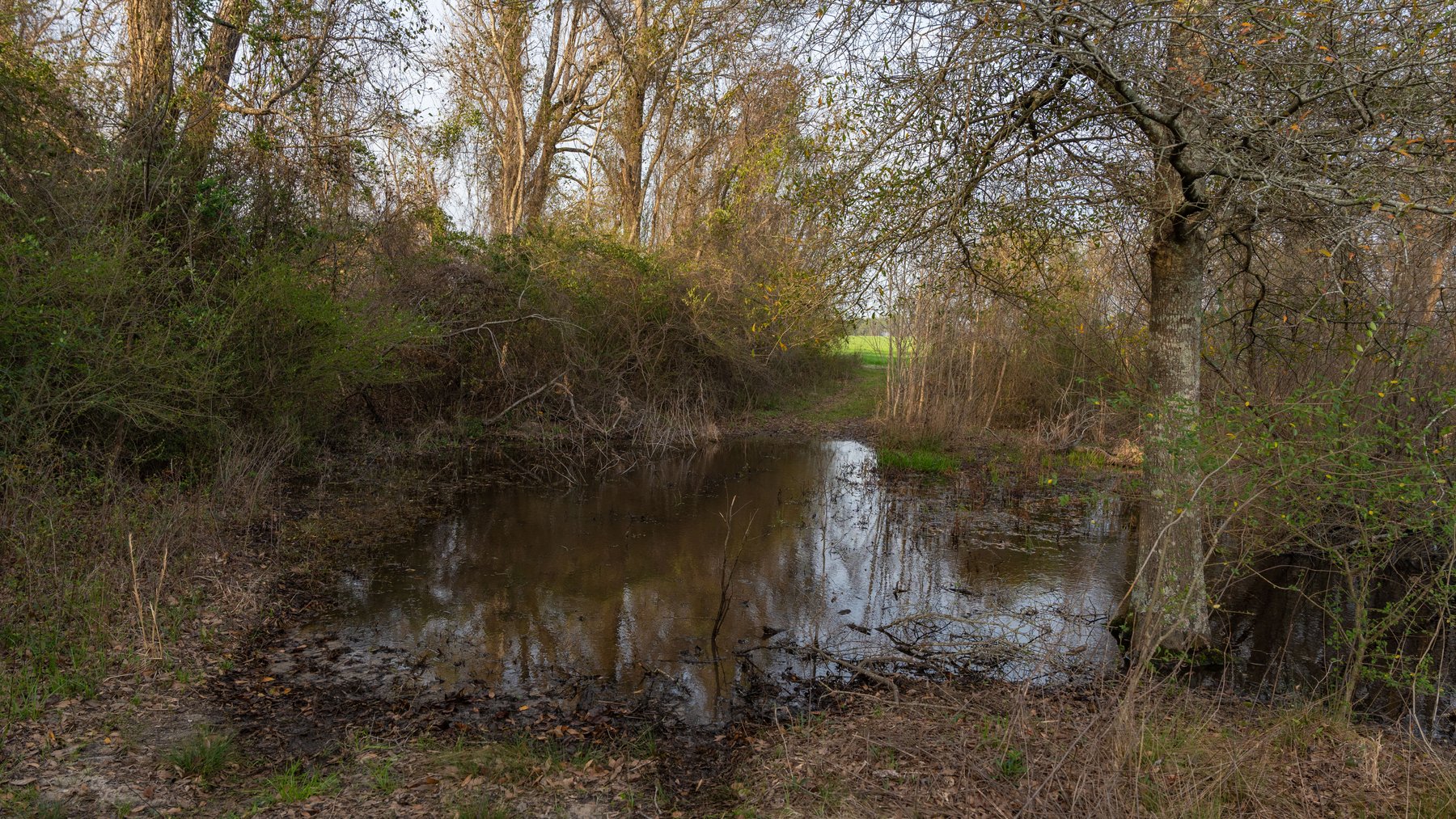 Image for The Graham Farm - 323+/- Acres - Dodge County, Georgia