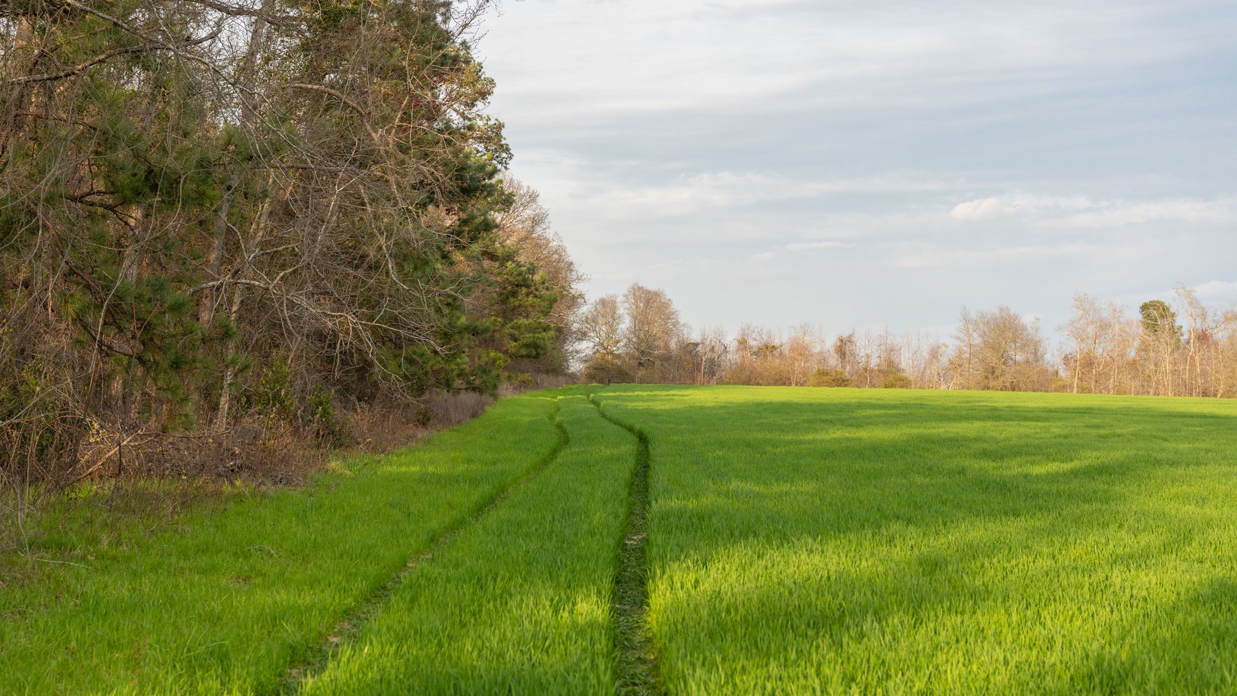 Image for The Graham Farm - 323+/- Acres - Dodge County, Georgia