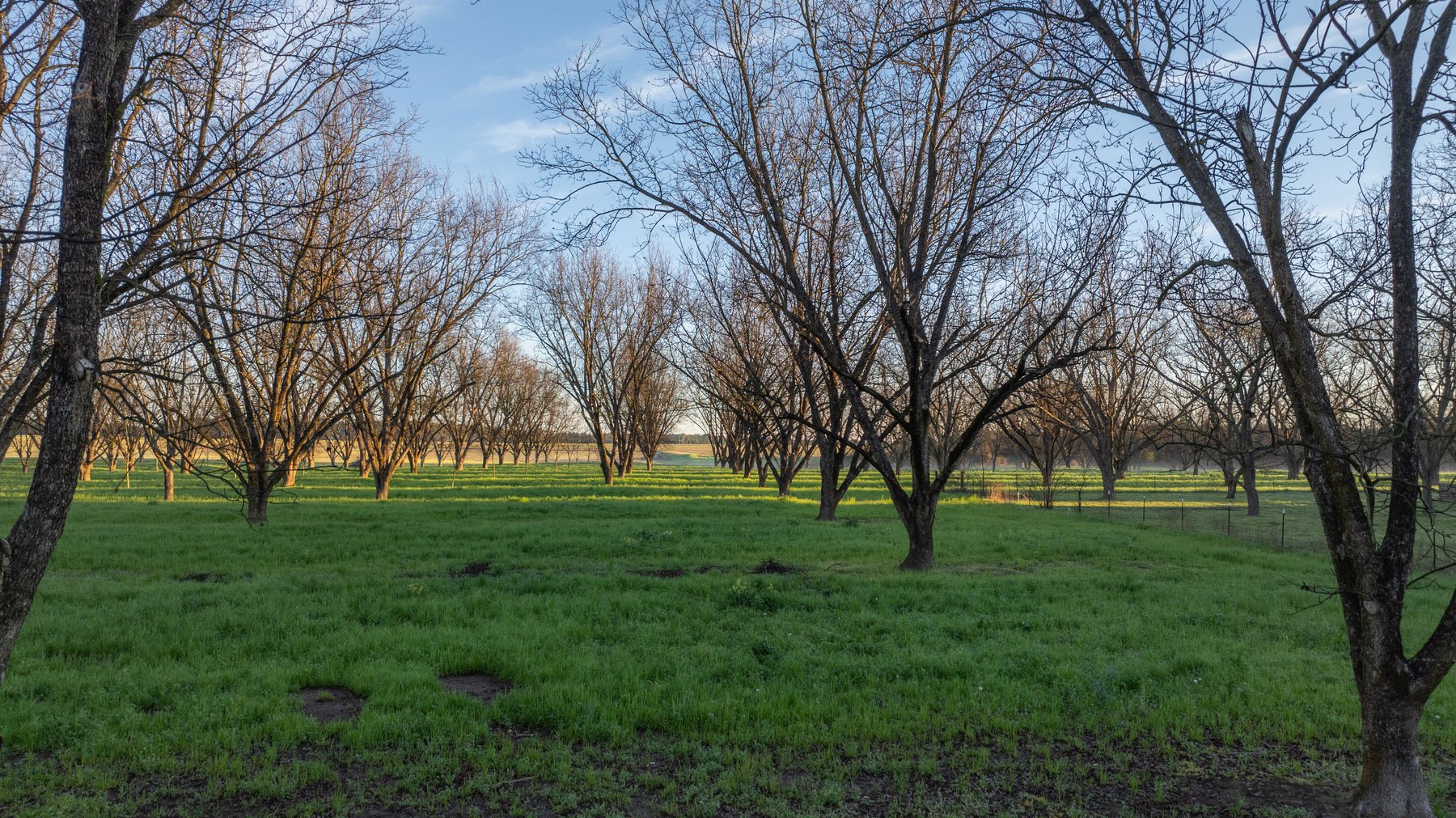 Image for Sidney Lanier Farms - 271+/- Acres - Whitewater Road Orchards