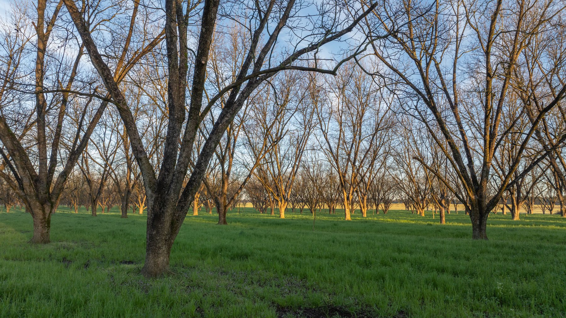 Image for Sidney Lanier Farms - 271+/- Acres - Whitewater Road Orchards