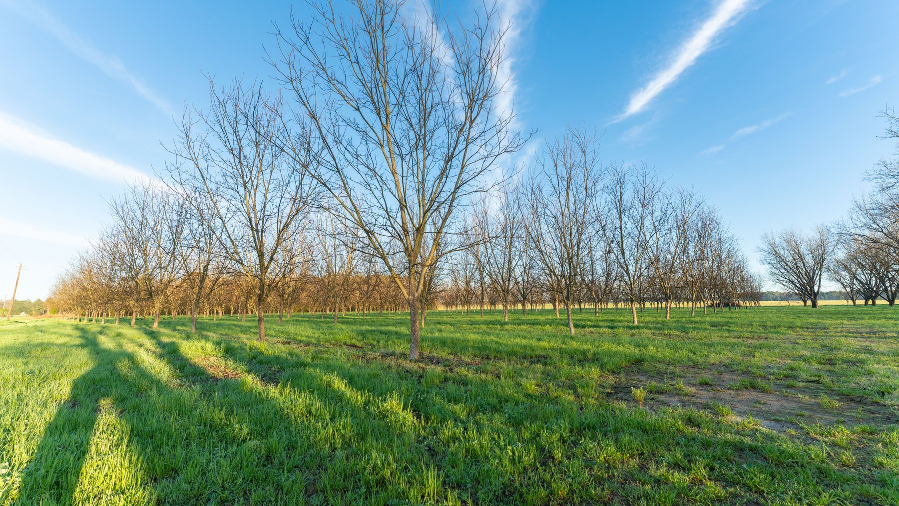 Image for Sidney Lanier Farms - 271+/- Acres - Whitewater Road Orchards
