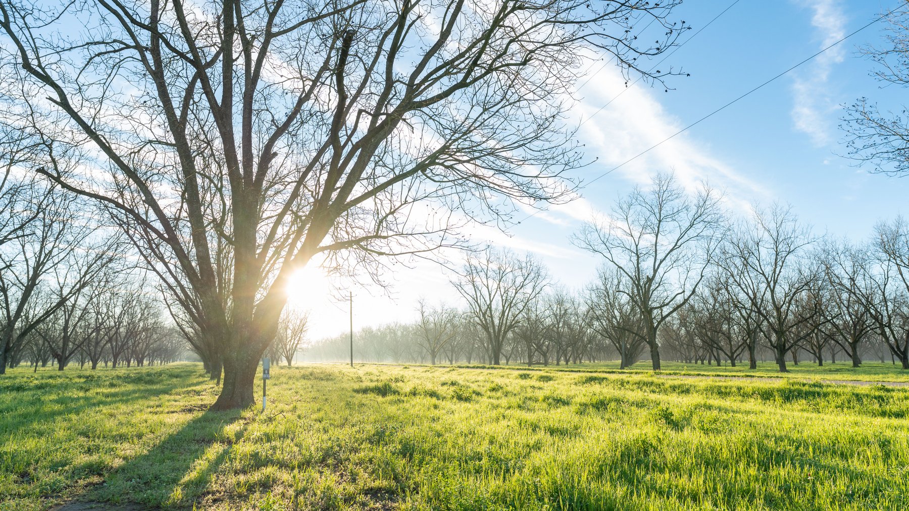 Image for Sidney Lanier Farms - 271+/- Acres - Whitewater Road Orchards