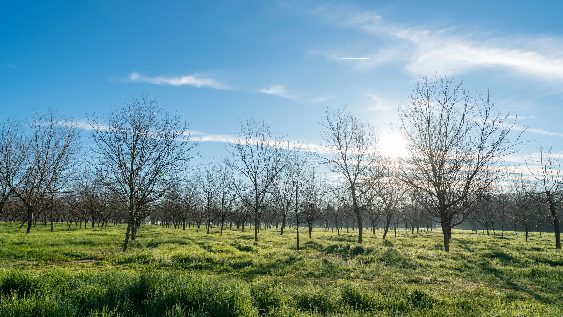 Image for Sidney Lanier Farms - 271+/- Acres - Whitewater Road Orchards