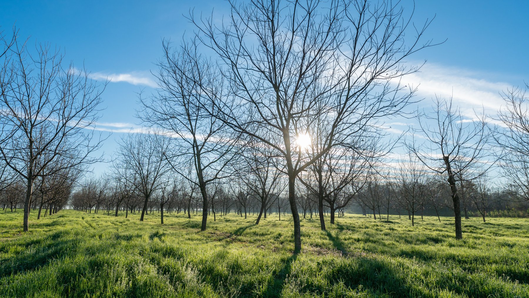 Image for Sidney Lanier Farms - 271+/- Acres - Whitewater Road Orchards