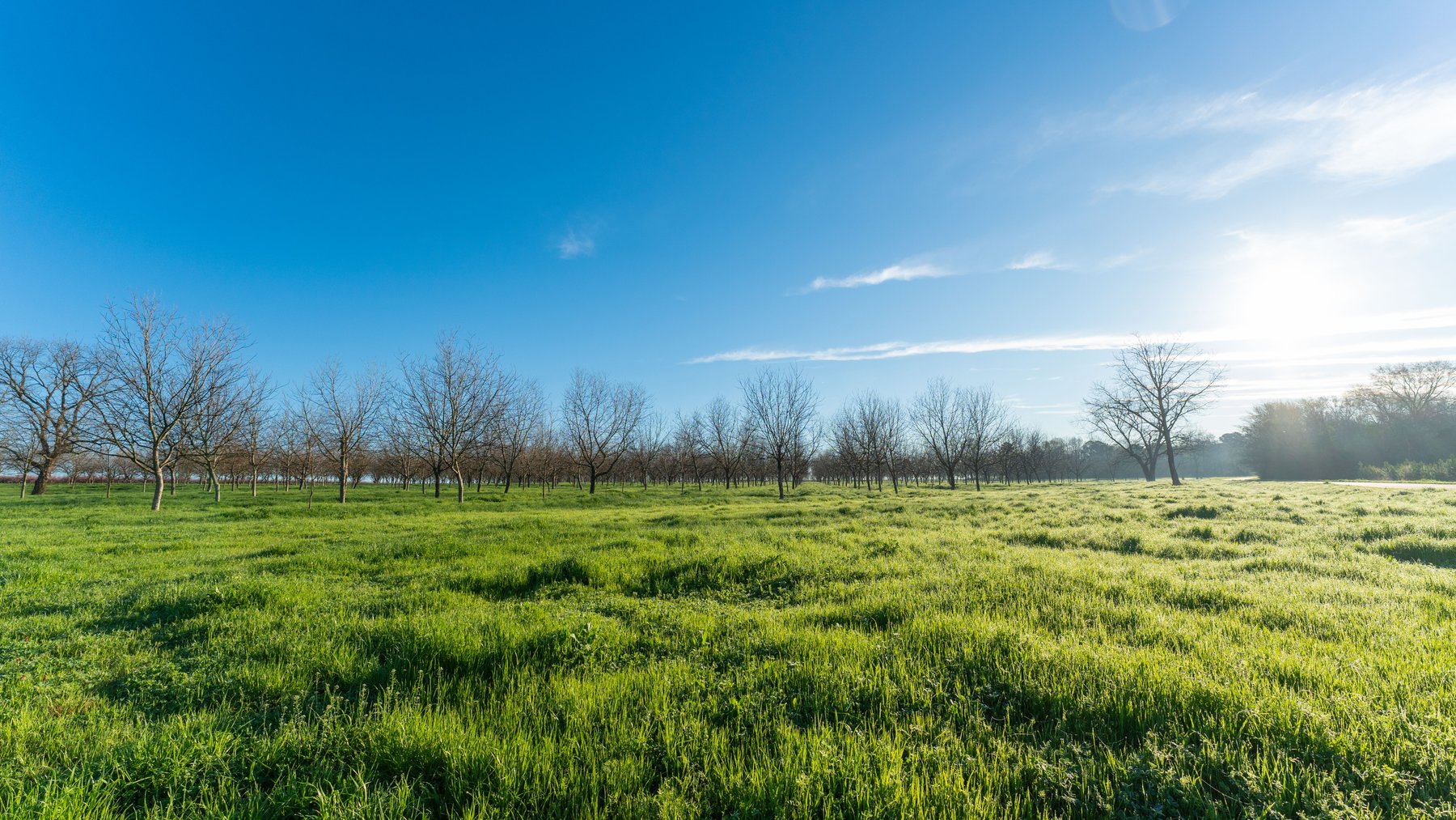 Image for Sidney Lanier Farms - 271+/- Acres - Whitewater Road Orchards