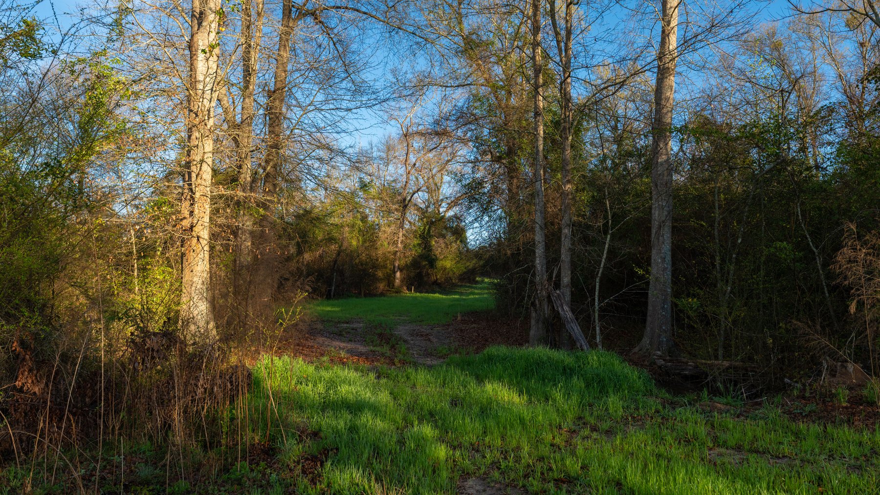 Image for Sidney Lanier Farms - 271+/- Acres - Whitewater Road Orchards