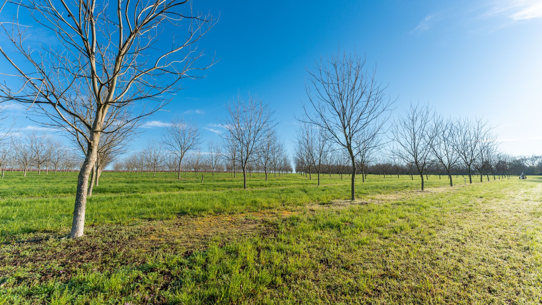 Image for Sidney Lanier Farms - 271+/- Acres - Whitewater Road Orchards