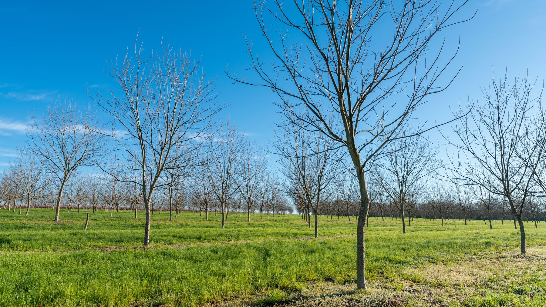 Image for Sidney Lanier Farms - 271+/- Acres - Whitewater Road Orchards
