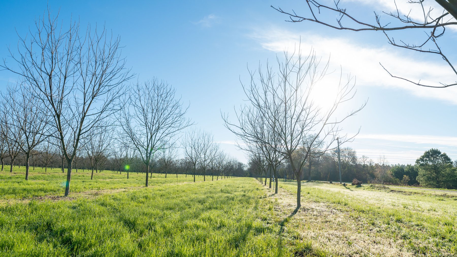 Image for Sidney Lanier Farms - 271+/- Acres - Whitewater Road Orchards