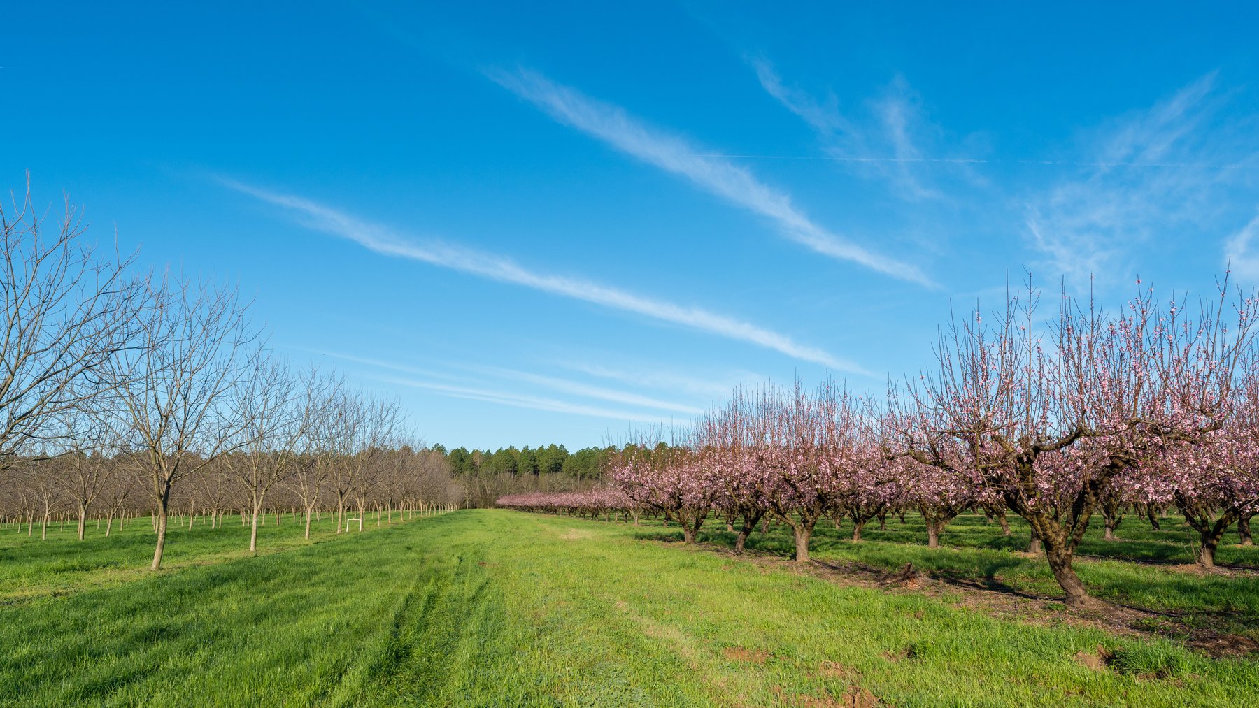 Image for Sidney Lanier Farms - 271+/- Acres - Whitewater Road Orchards