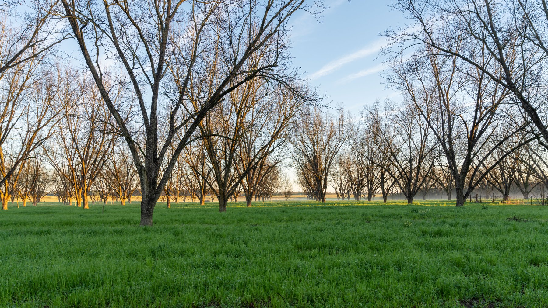 Image for Sidney Lanier Farms - 271+/- Acres - Whitewater Road Orchards