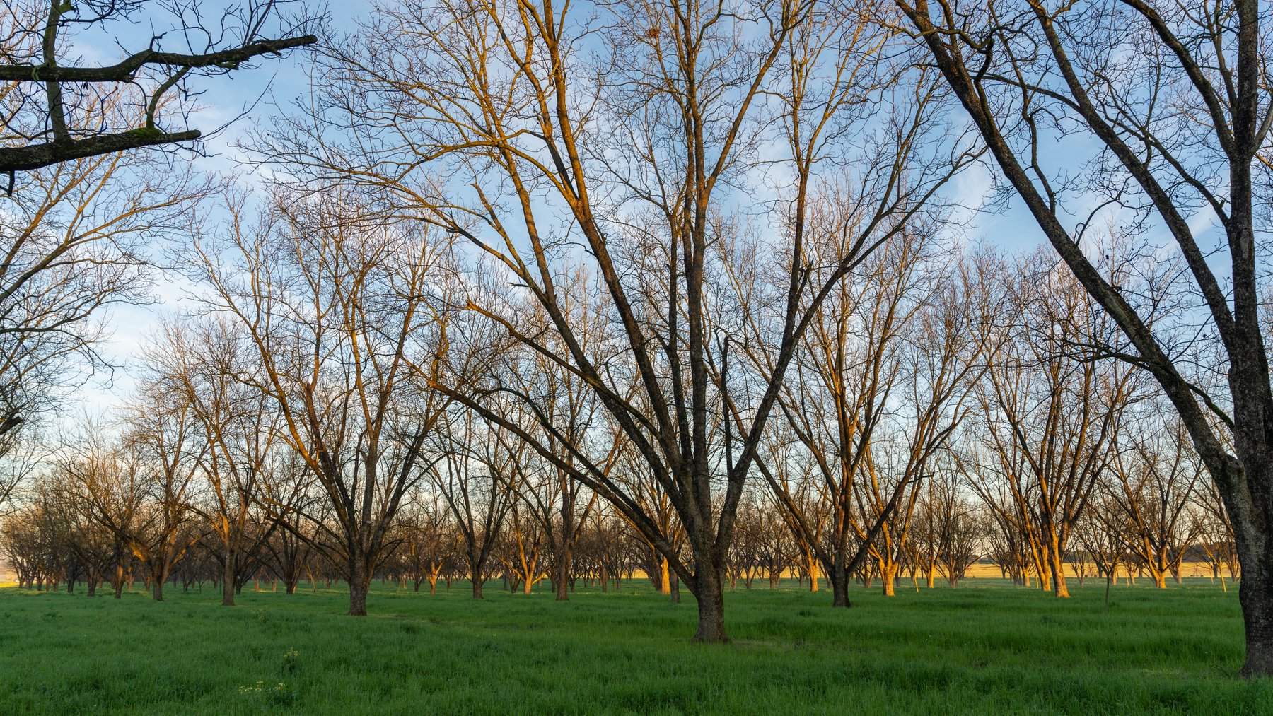 Image for Sidney Lanier Farms - 271+/- Acres - Whitewater Road Orchards