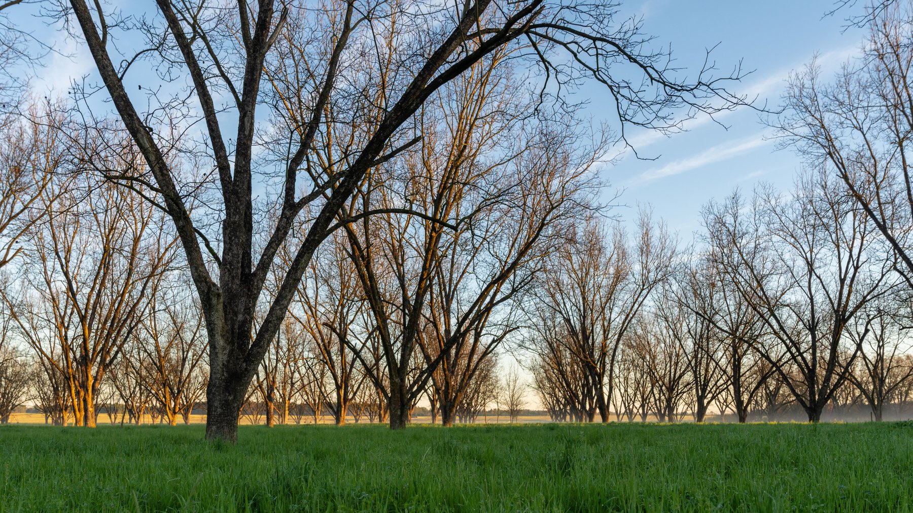 Image for Sidney Lanier Farms - 271+/- Acres - Whitewater Road Orchards