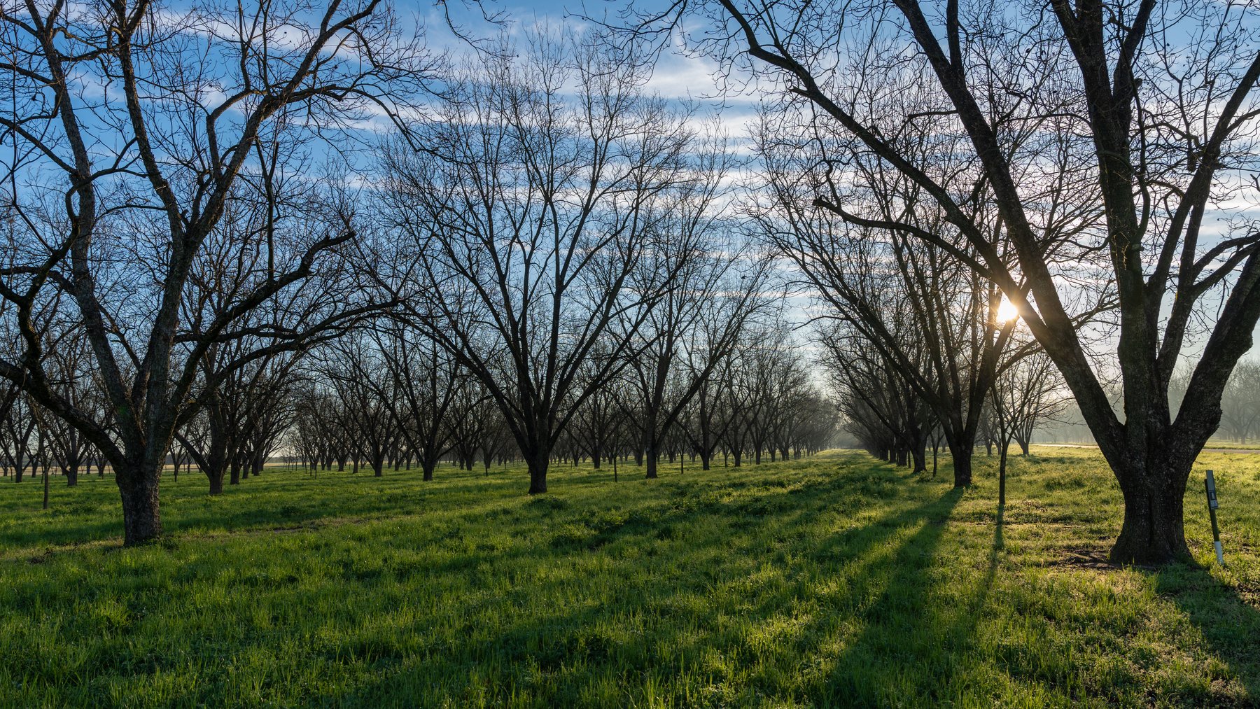 Image for Sidney Lanier Farms - 271+/- Acres - Whitewater Road Orchards