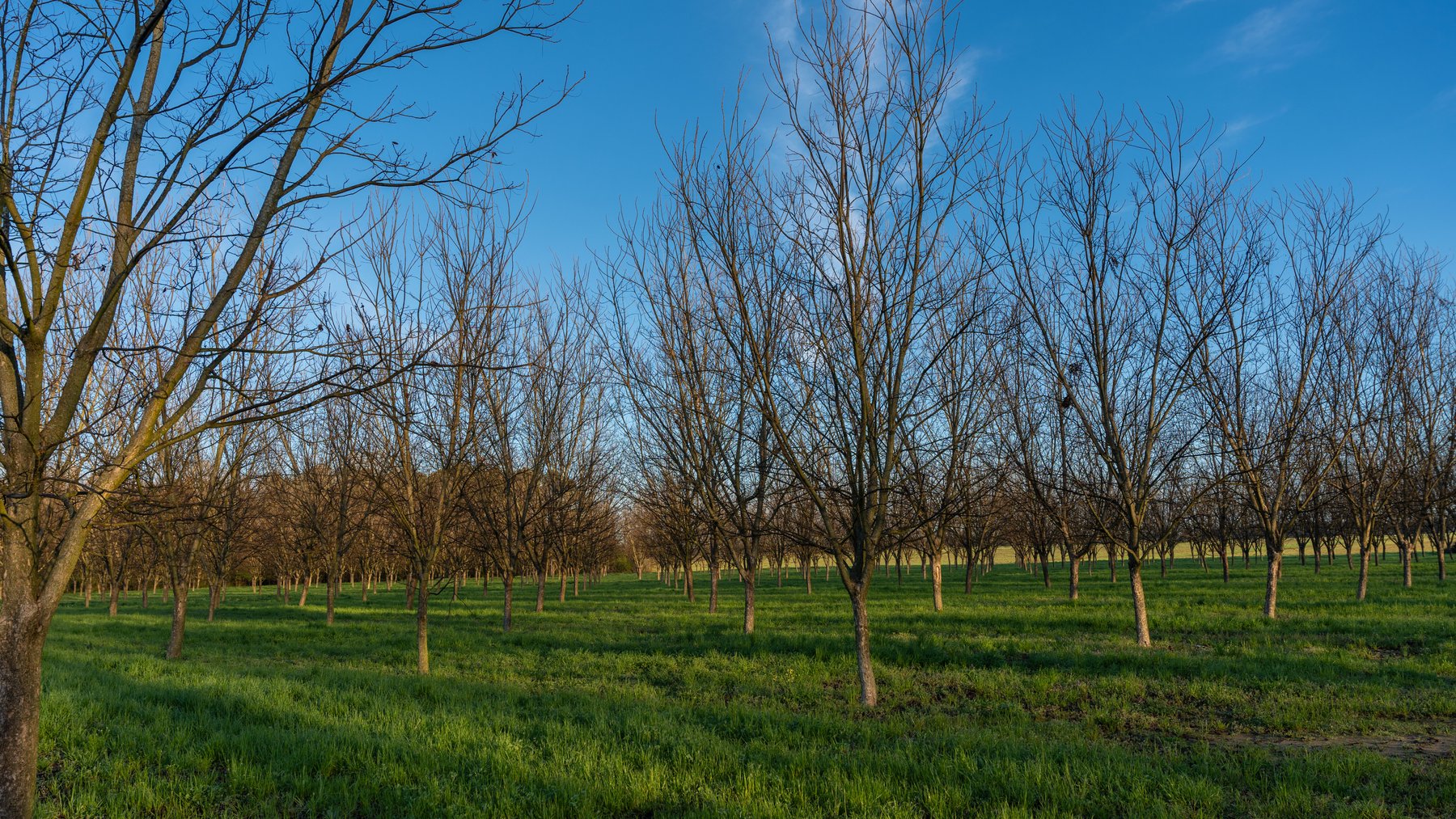 Image for Sidney Lanier Farms - 271+/- Acres - Whitewater Road Orchards