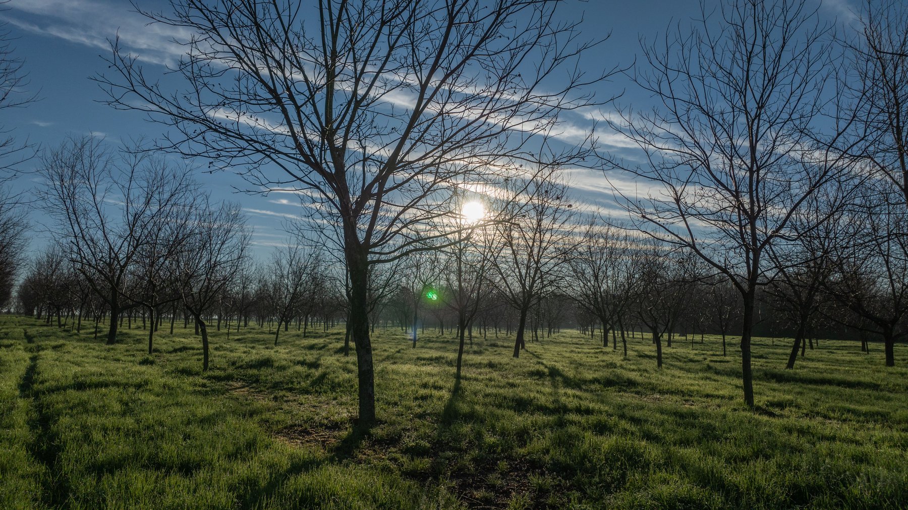 Image for Sidney Lanier Farms - 271+/- Acres - Whitewater Road Orchards