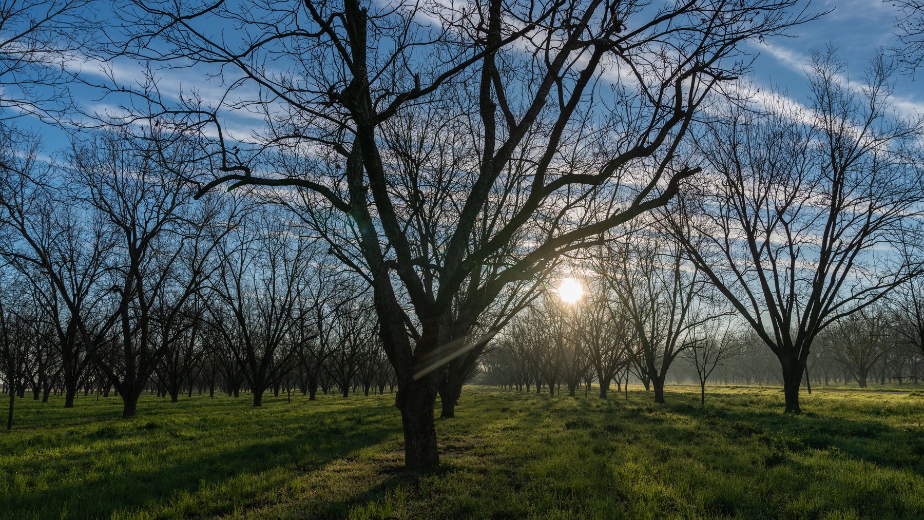 Image for Sidney Lanier Farms - 271+/- Acres - Whitewater Road Orchards