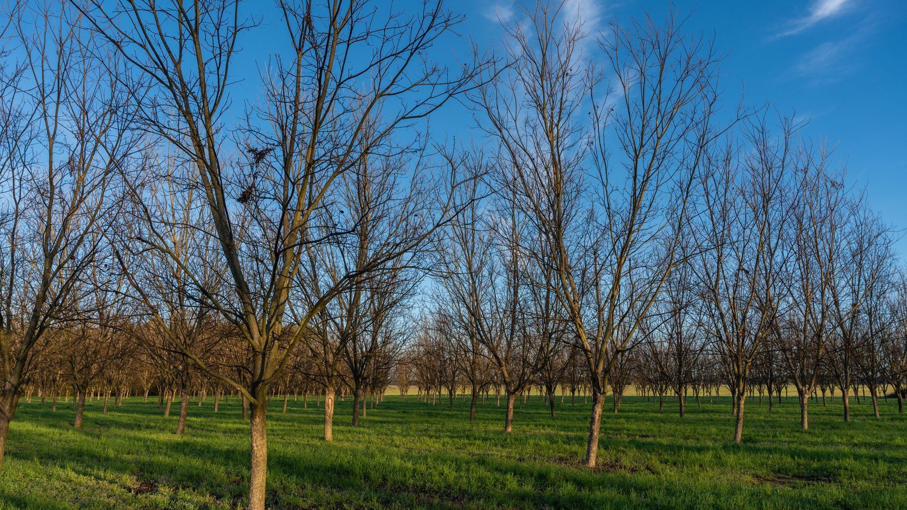 Image for Sidney Lanier Farms - 271+/- Acres - Whitewater Road Orchards
