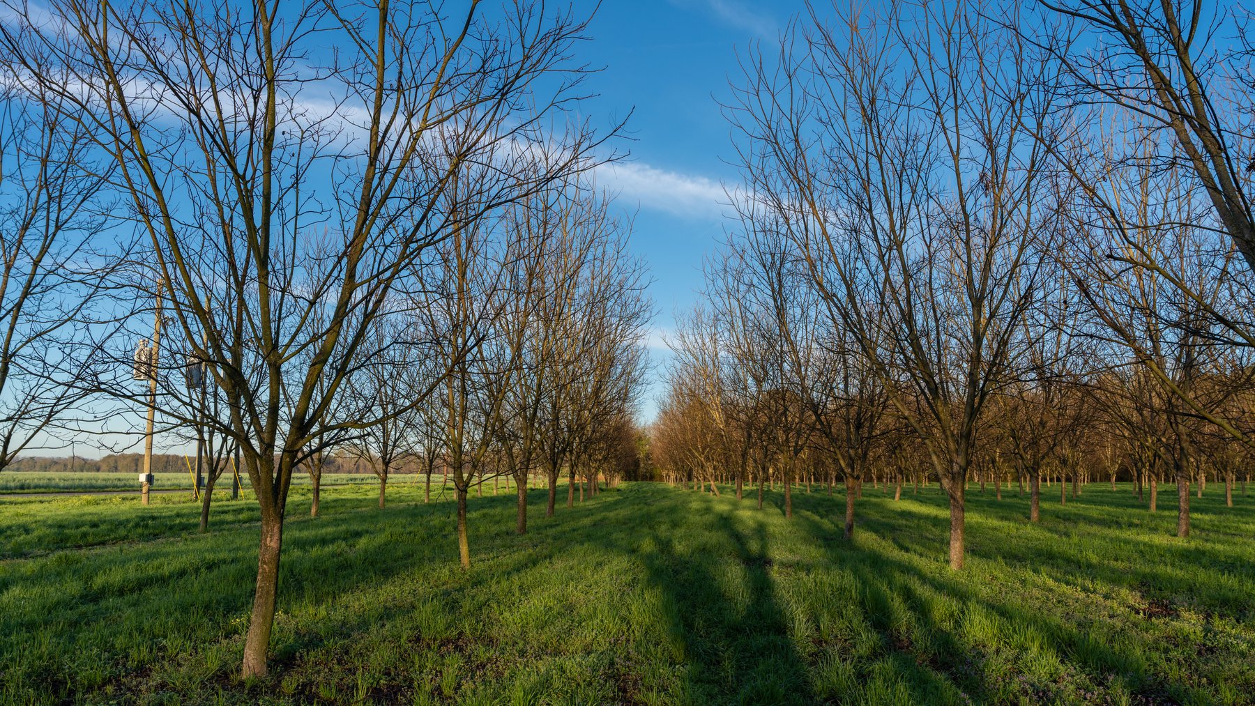 Image for Sidney Lanier Farms - 271+/- Acres - Whitewater Road Orchards