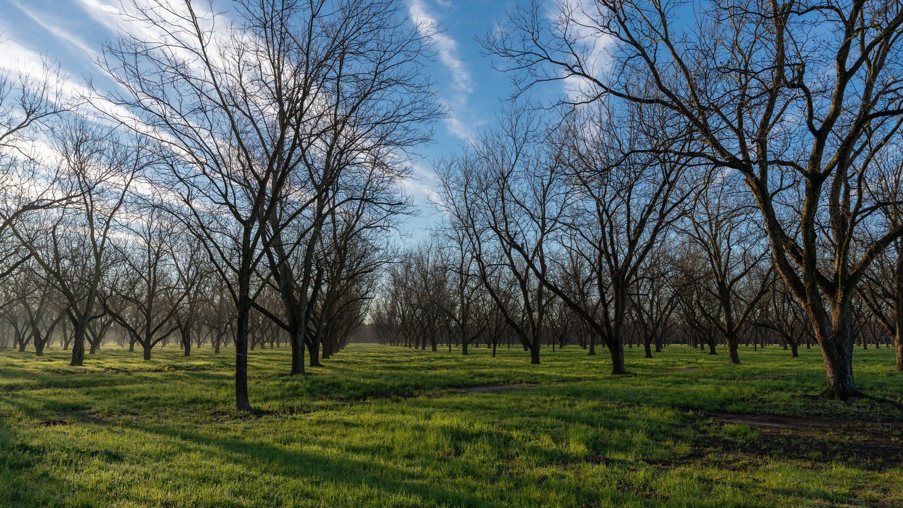Image for Sidney Lanier Farms - 271+/- Acres - Whitewater Road Orchards