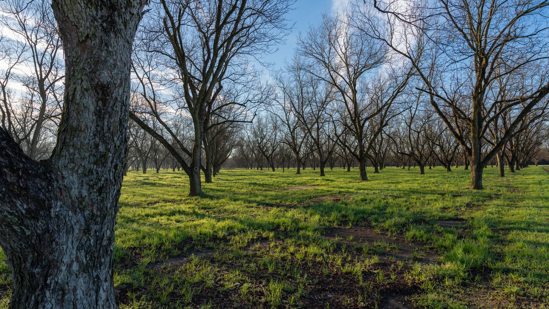 Image for Sidney Lanier Farms - 271+/- Acres - Whitewater Road Orchards