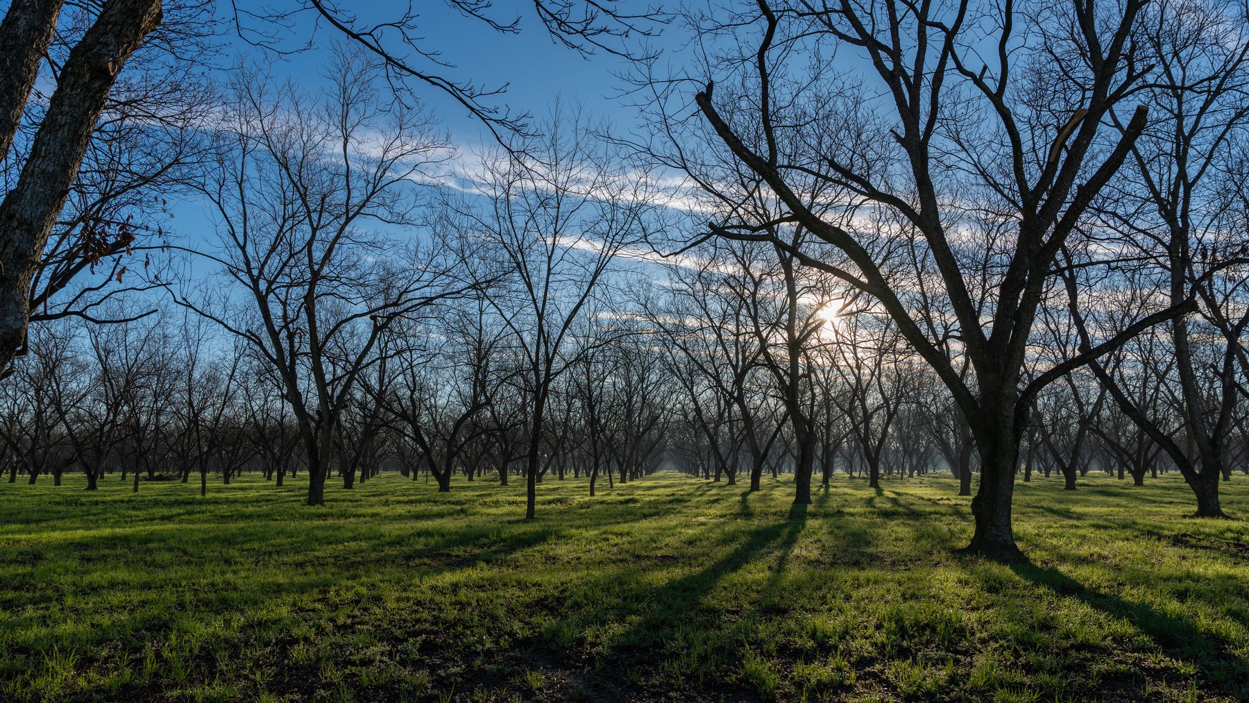 Image for Sidney Lanier Farms - 271+/- Acres - Whitewater Road Orchards
