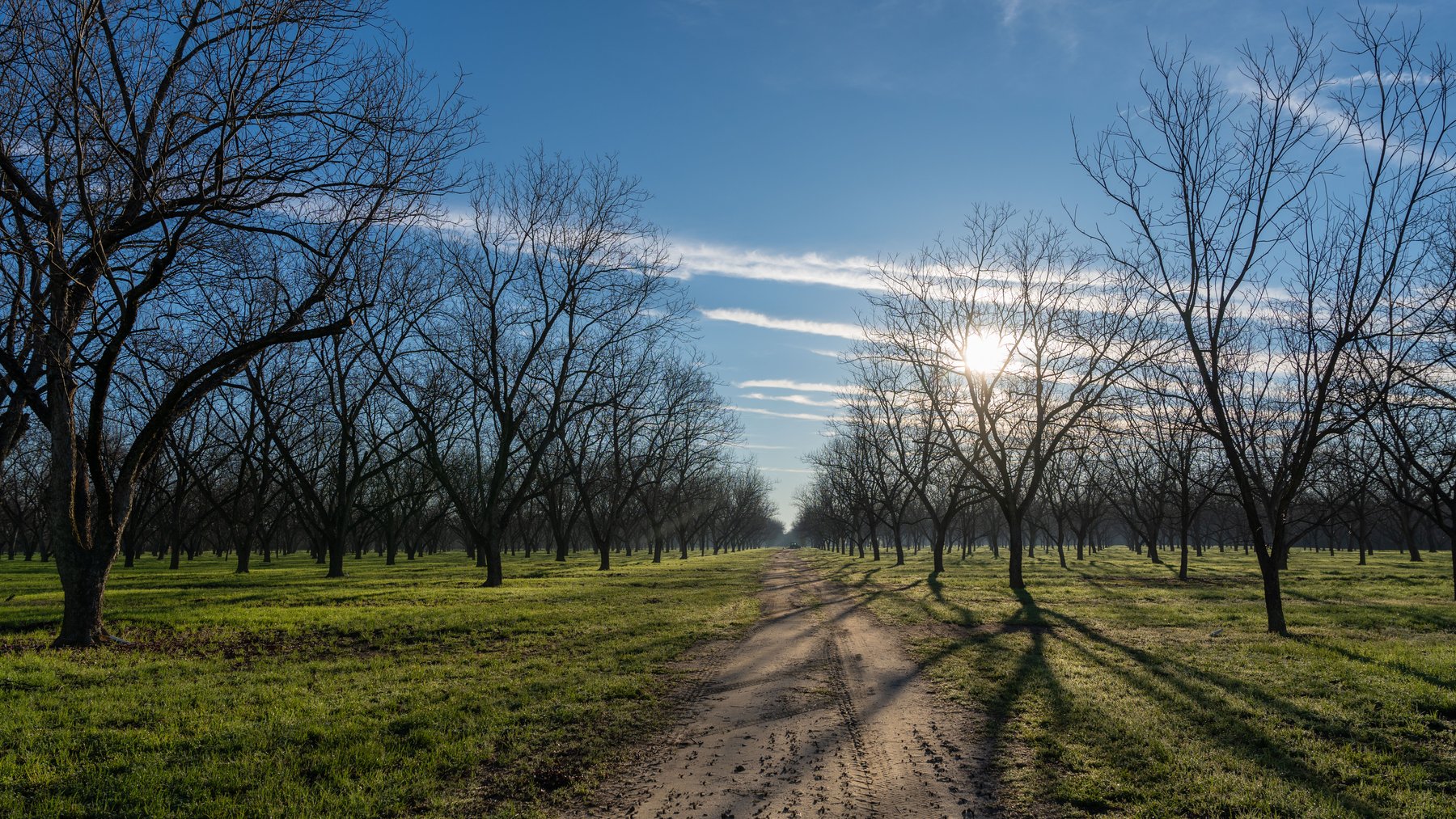 Image for Sidney Lanier Farms - 271+/- Acres - Whitewater Road Orchards
