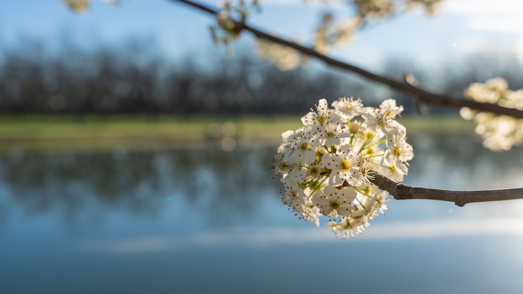 Image for Sidney Lanier Farms - 271+/- Acres - Whitewater Road Orchards