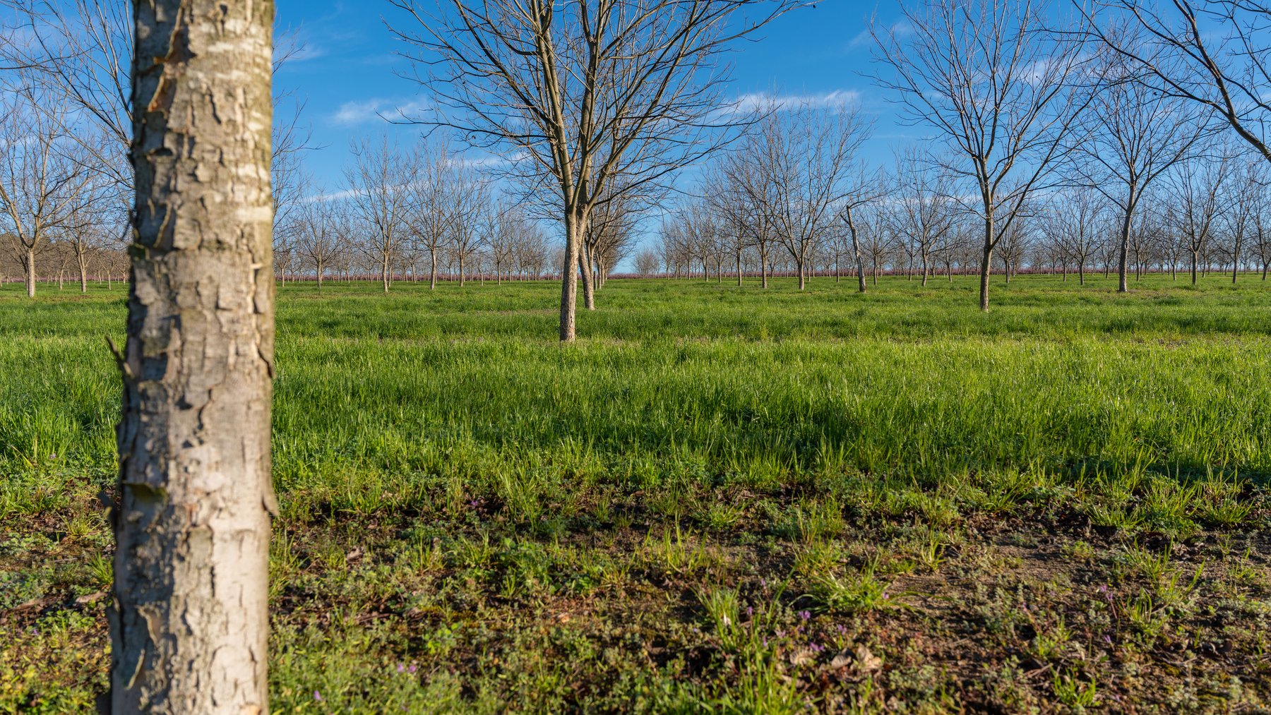 Image for Sidney Lanier Farms - 271+/- Acres - Whitewater Road Orchards