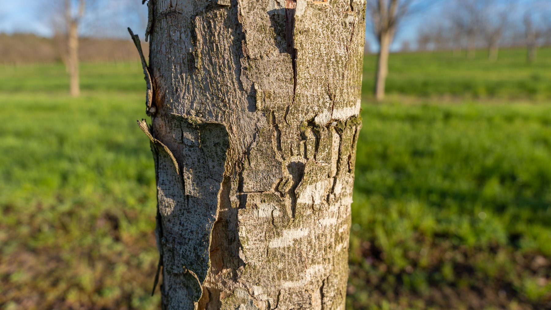 Image for Sidney Lanier Farms - 271+/- Acres - Whitewater Road Orchards