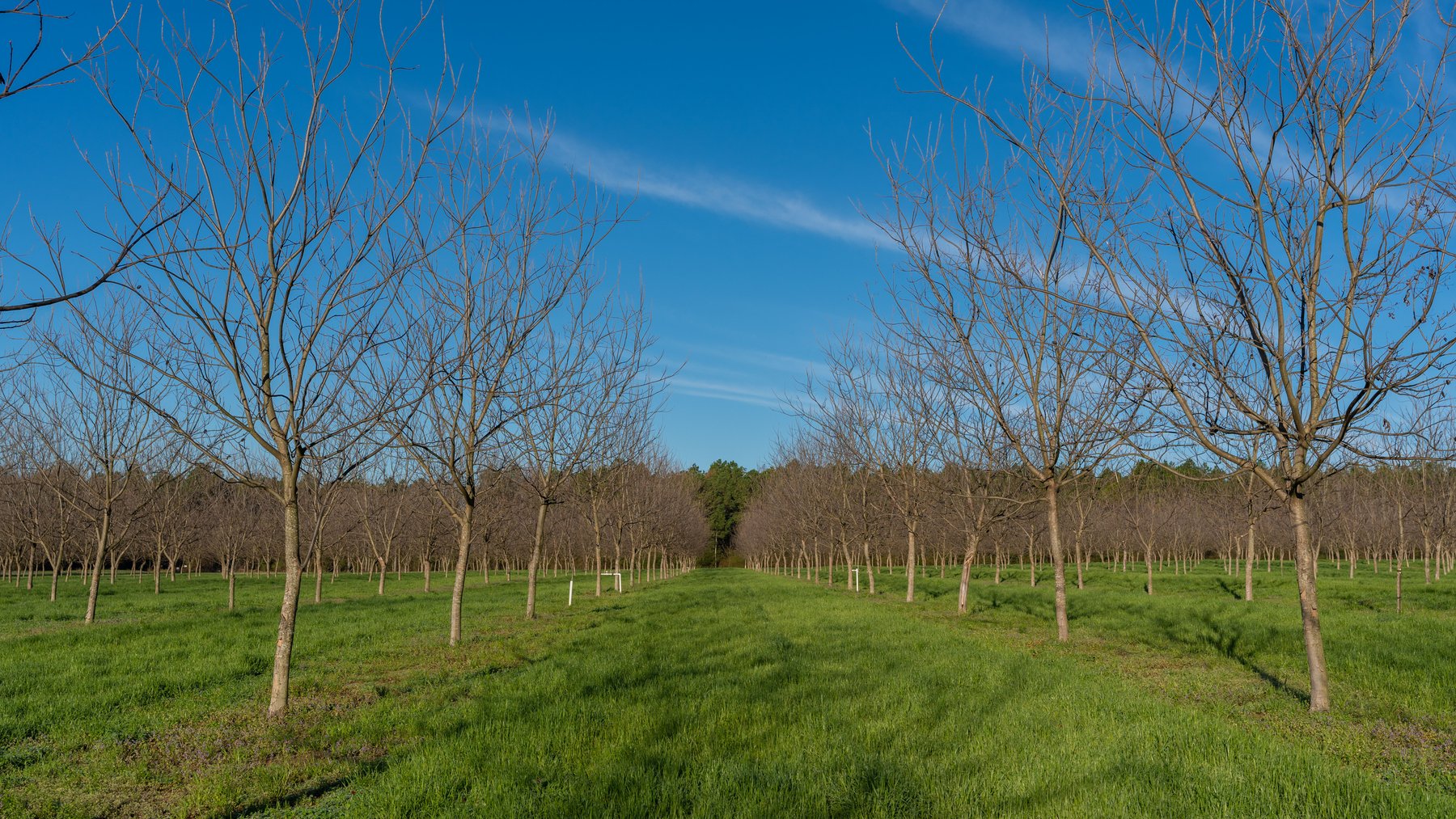 Image for Sidney Lanier Farms - 271+/- Acres - Whitewater Road Orchards