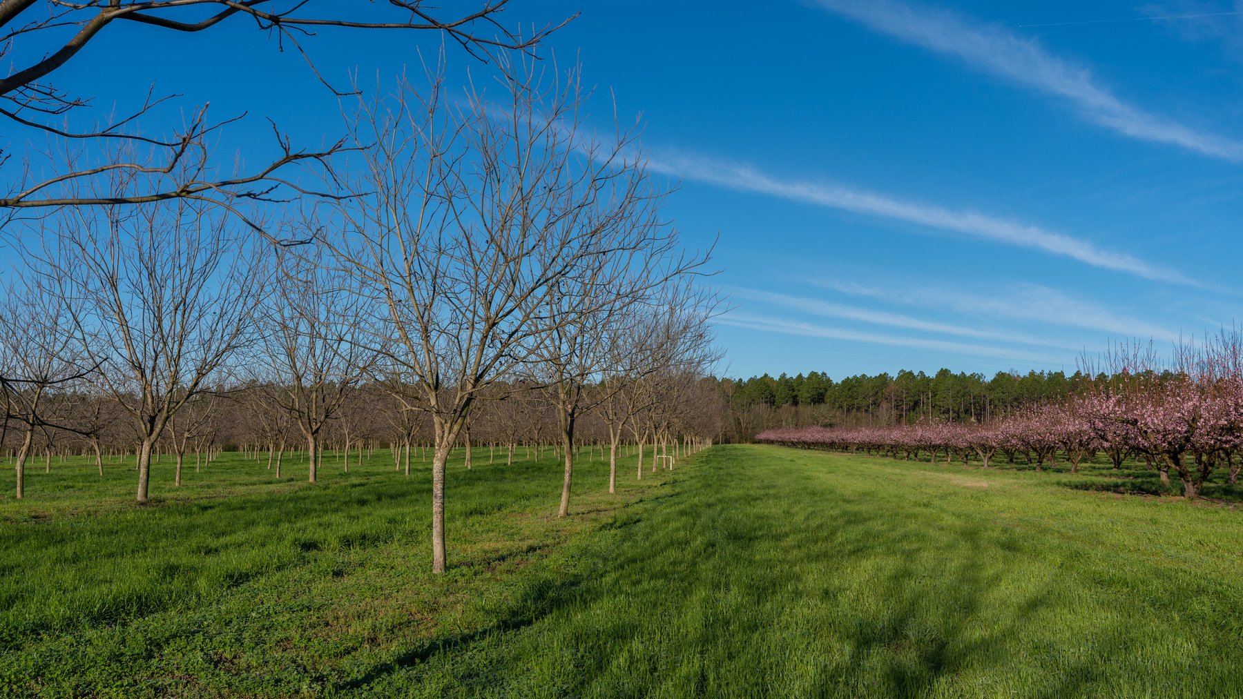 Image for Sidney Lanier Farms - 271+/- Acres - Whitewater Road Orchards