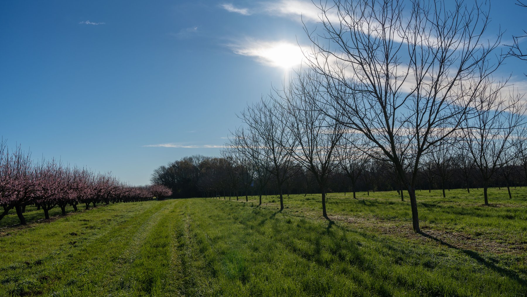 Image for Sidney Lanier Farms - 271+/- Acres - Whitewater Road Orchards