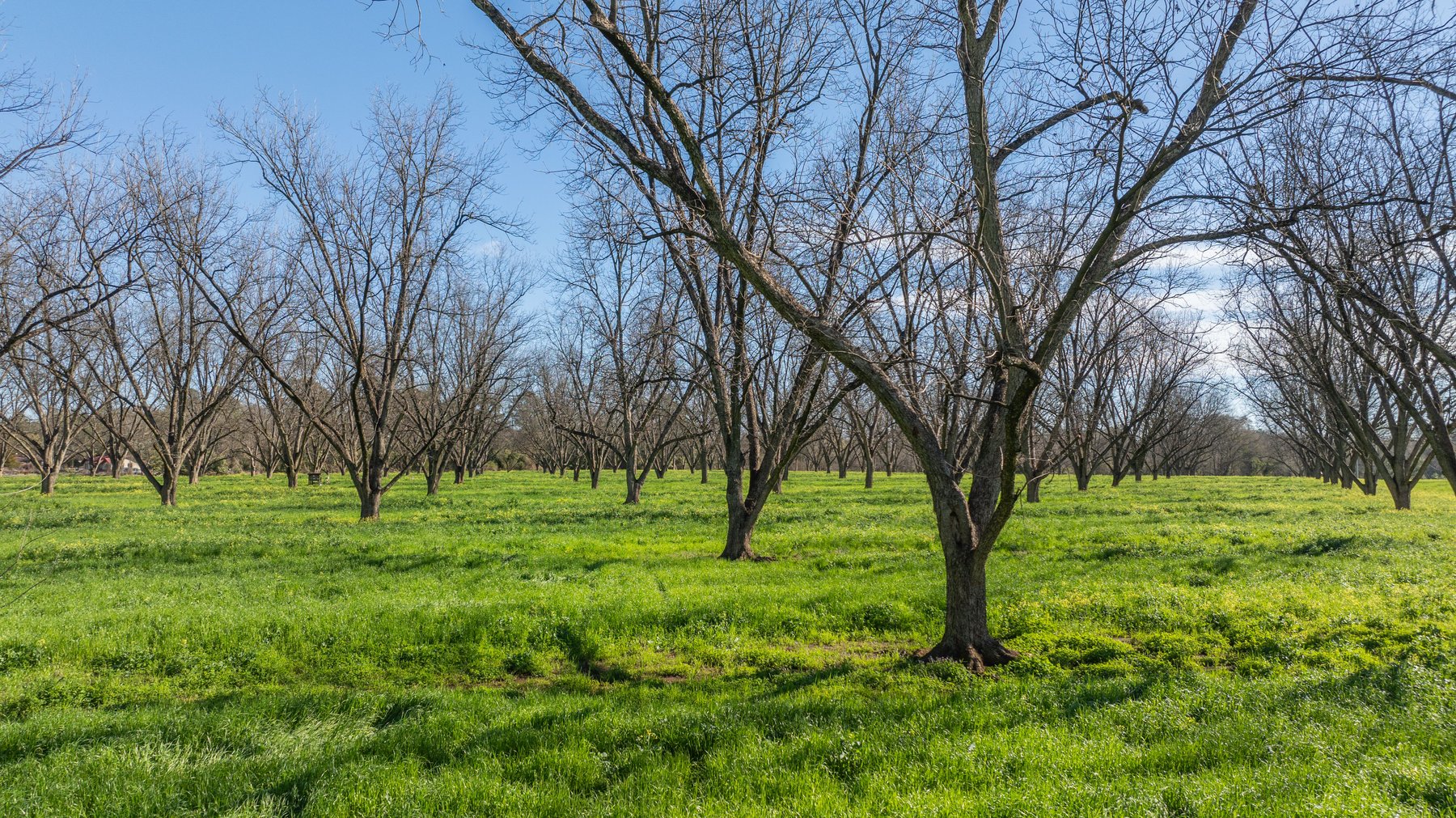 Image for Sidney Lanier Farms - 85+/- Acres - Croxton Road Orchard