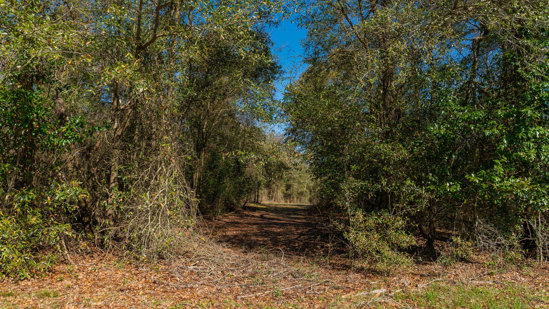 Image for Sidney Lanier Farms - 85+/- Acres - Croxton Road Orchard
