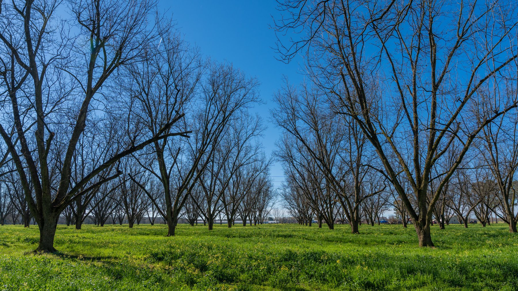 Image for Sidney Lanier Farms - 85+/- Acres - Croxton Road Orchard