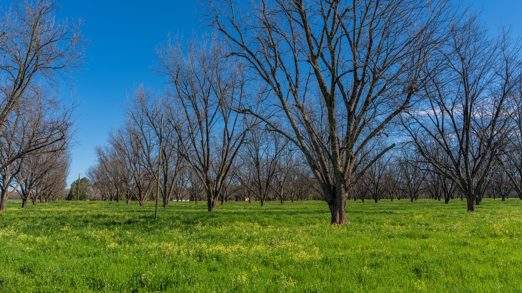 Image for Sidney Lanier Farms - 85+/- Acres - Croxton Road Orchard