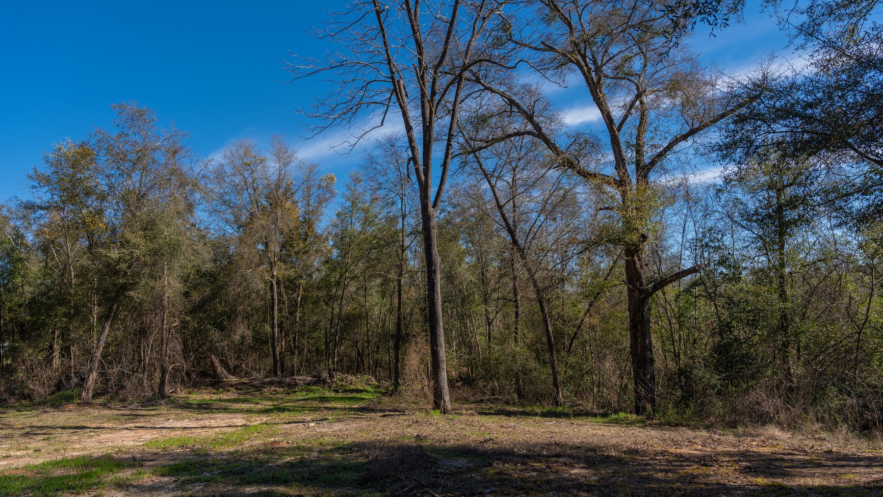 Image for Sidney Lanier Farms - 85+/- Acres - Croxton Road Orchard
