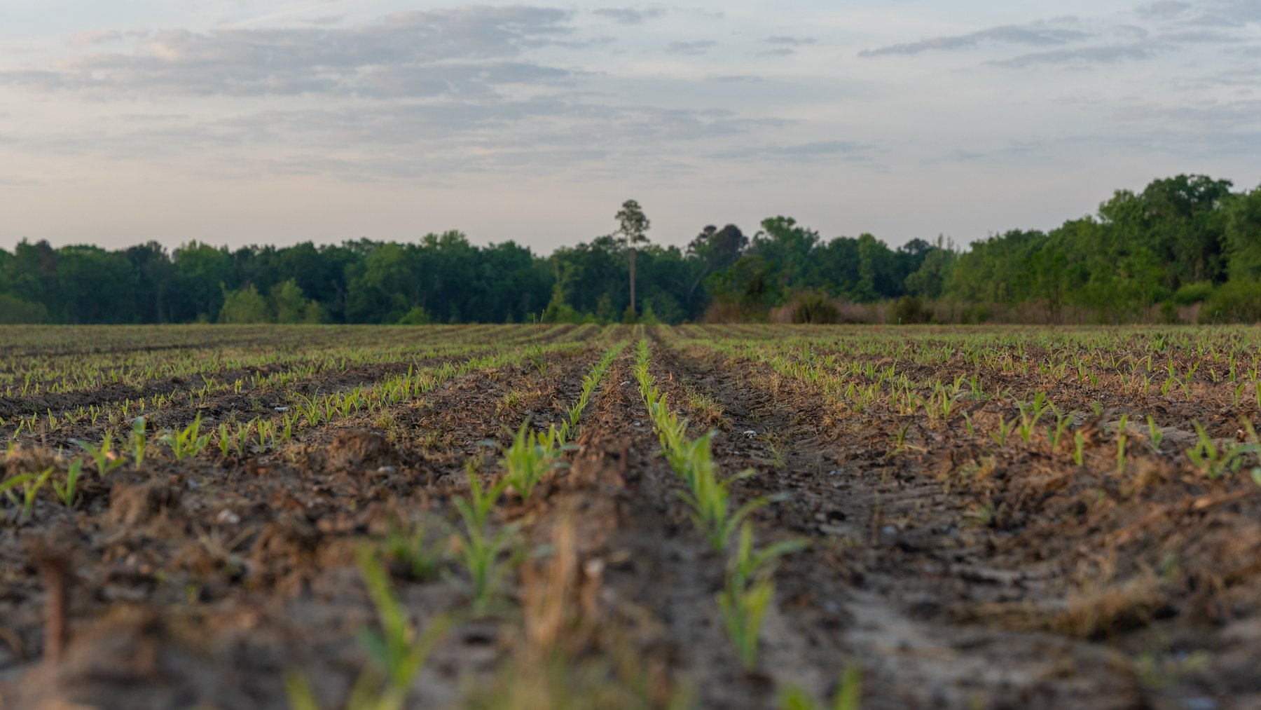 Image for 45+/- Acres - Fowl Hill Farms - Recreational Property w/ Row Crop Farmland