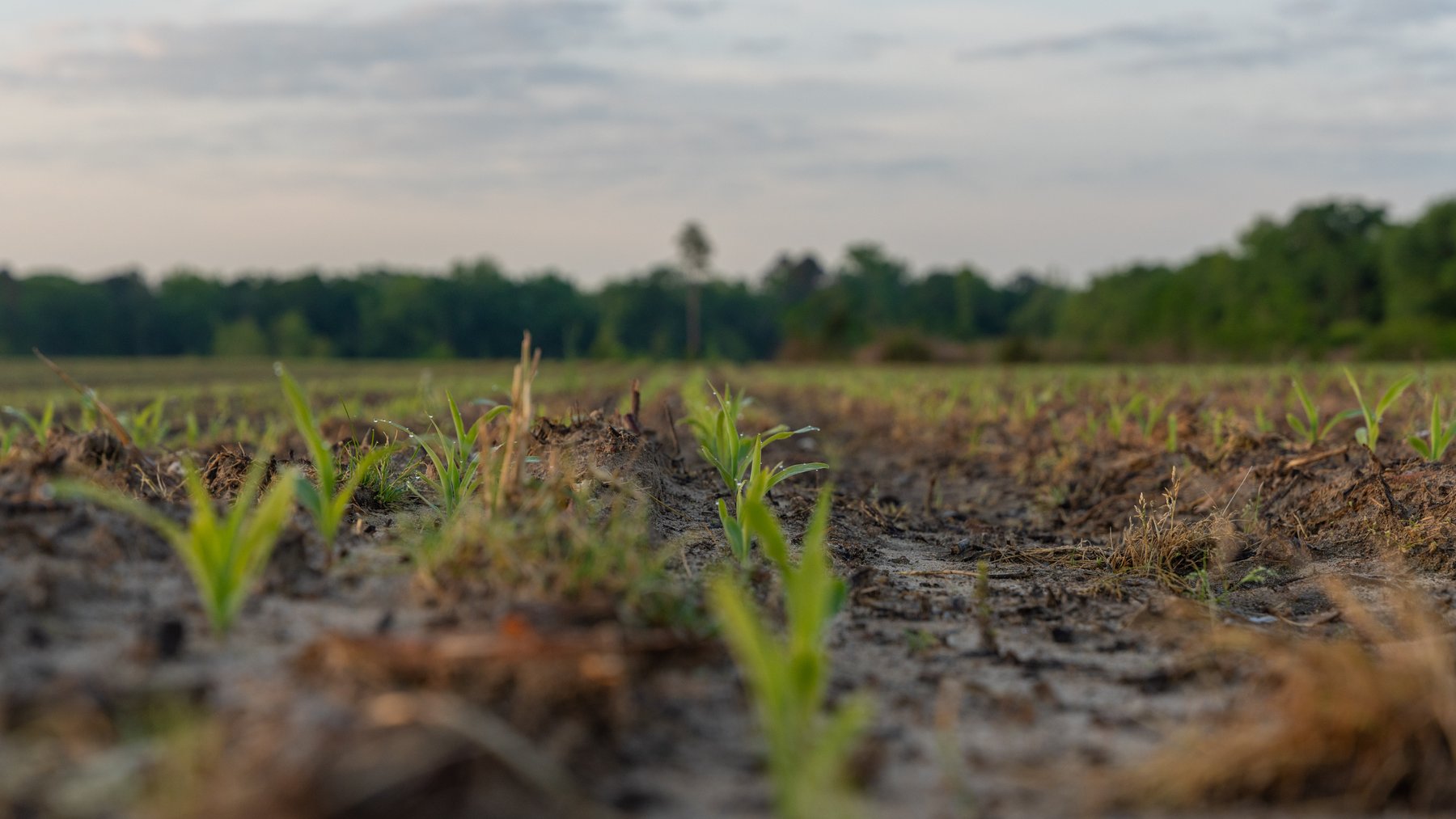 Image for 45+/- Acres - Fowl Hill Farms - Recreational Property w/ Row Crop Farmland