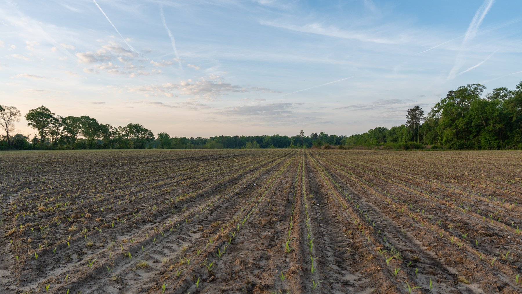 Image for 45+/- Acres - Fowl Hill Farms - Recreational Property w/ Row Crop Farmland