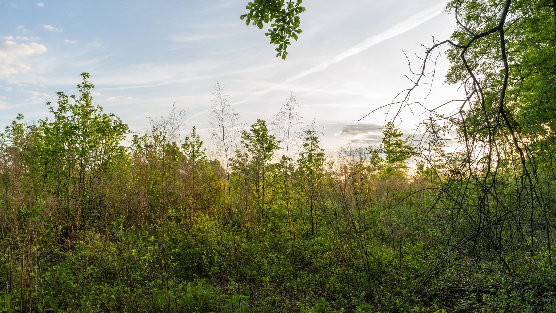 Image for 45+/- Acres - Fowl Hill Farms - Recreational Property w/ Row Crop Farmland