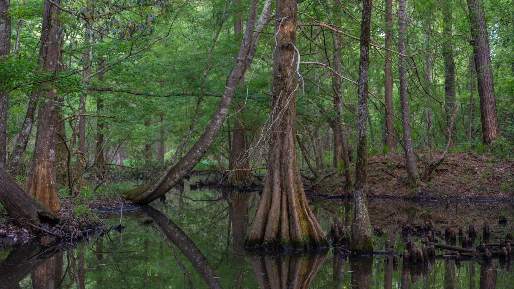 Image for 45+/- Acres - Fowl Hill Farms - Recreational Property w/ Row Crop Farmland