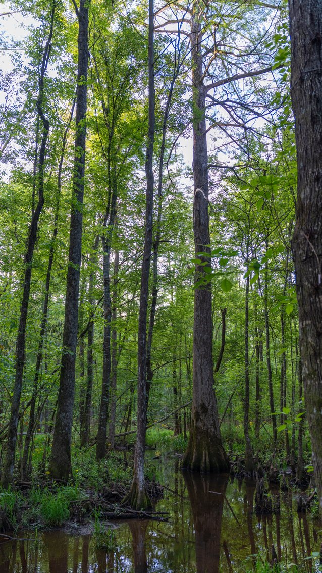 Image for 45+/- Acres - Fowl Hill Farms - Recreational Property w/ Row Crop Farmland