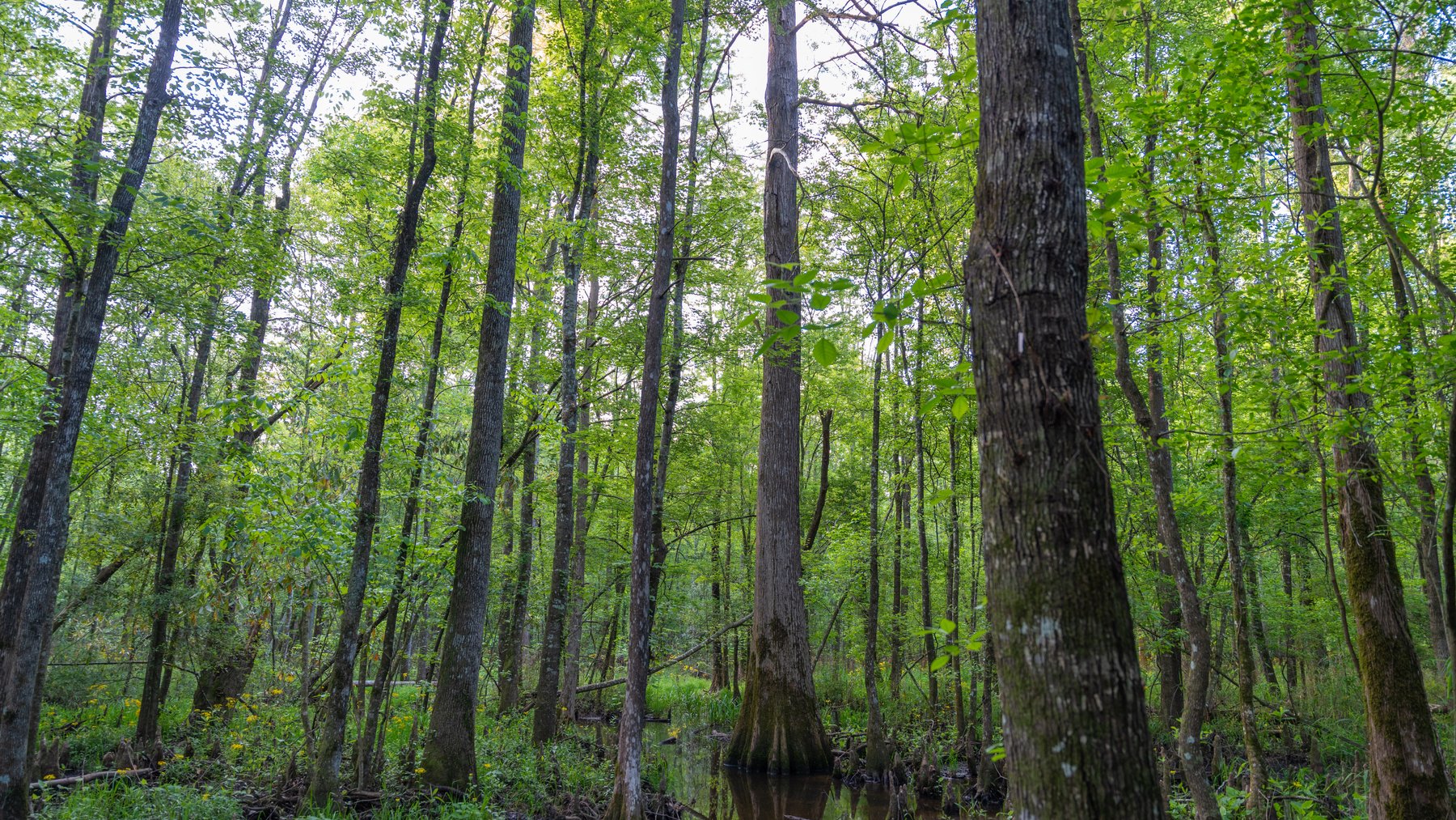 Image for 45+/- Acres - Fowl Hill Farms - Recreational Property w/ Row Crop Farmland