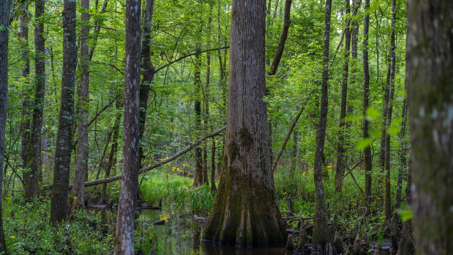 Image for 45+/- Acres - Fowl Hill Farms - Recreational Property w/ Row Crop Farmland