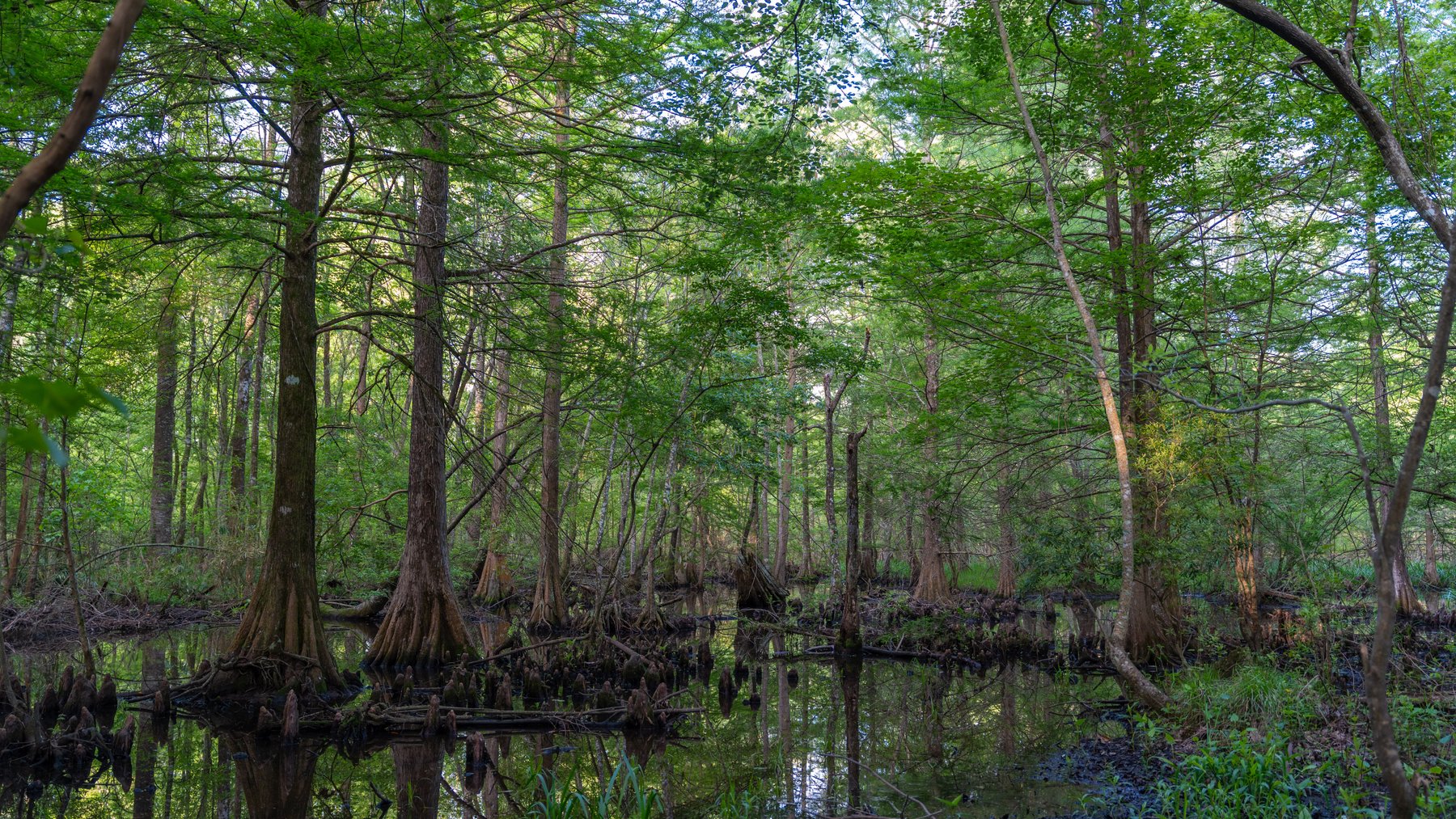 Image for 45+/- Acres - Fowl Hill Farms - Recreational Property w/ Row Crop Farmland