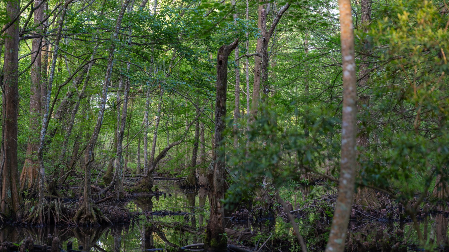 Image for 45+/- Acres - Fowl Hill Farms - Recreational Property w/ Row Crop Farmland